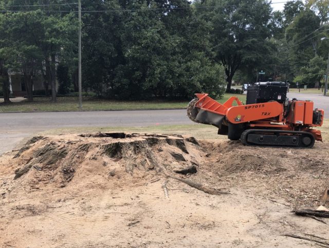 One of the biggest tree stumps in Montgomery, AL being removed with a stump grinder.